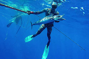 wahoo bluewater spearfishing barbados