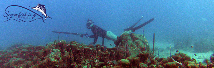 Lionfish Barbados Spearfish